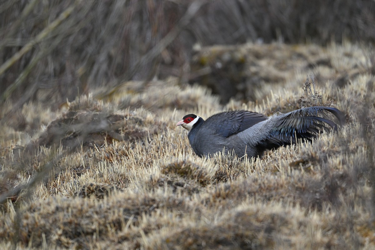 Tibetan Eared-Pheasant - ML634904940