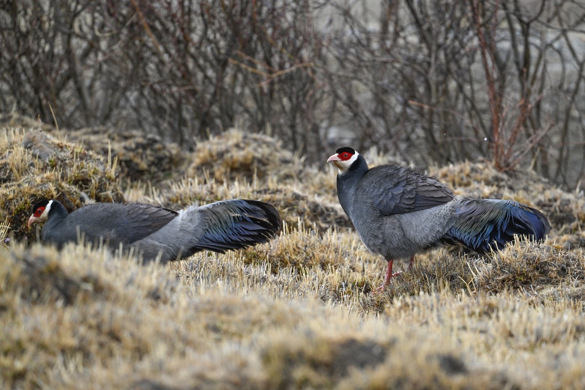 Tibetan Eared-Pheasant - ML634904941