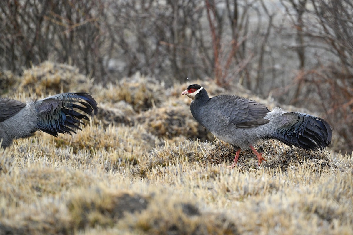 Tibetan Eared-Pheasant - ML634904942