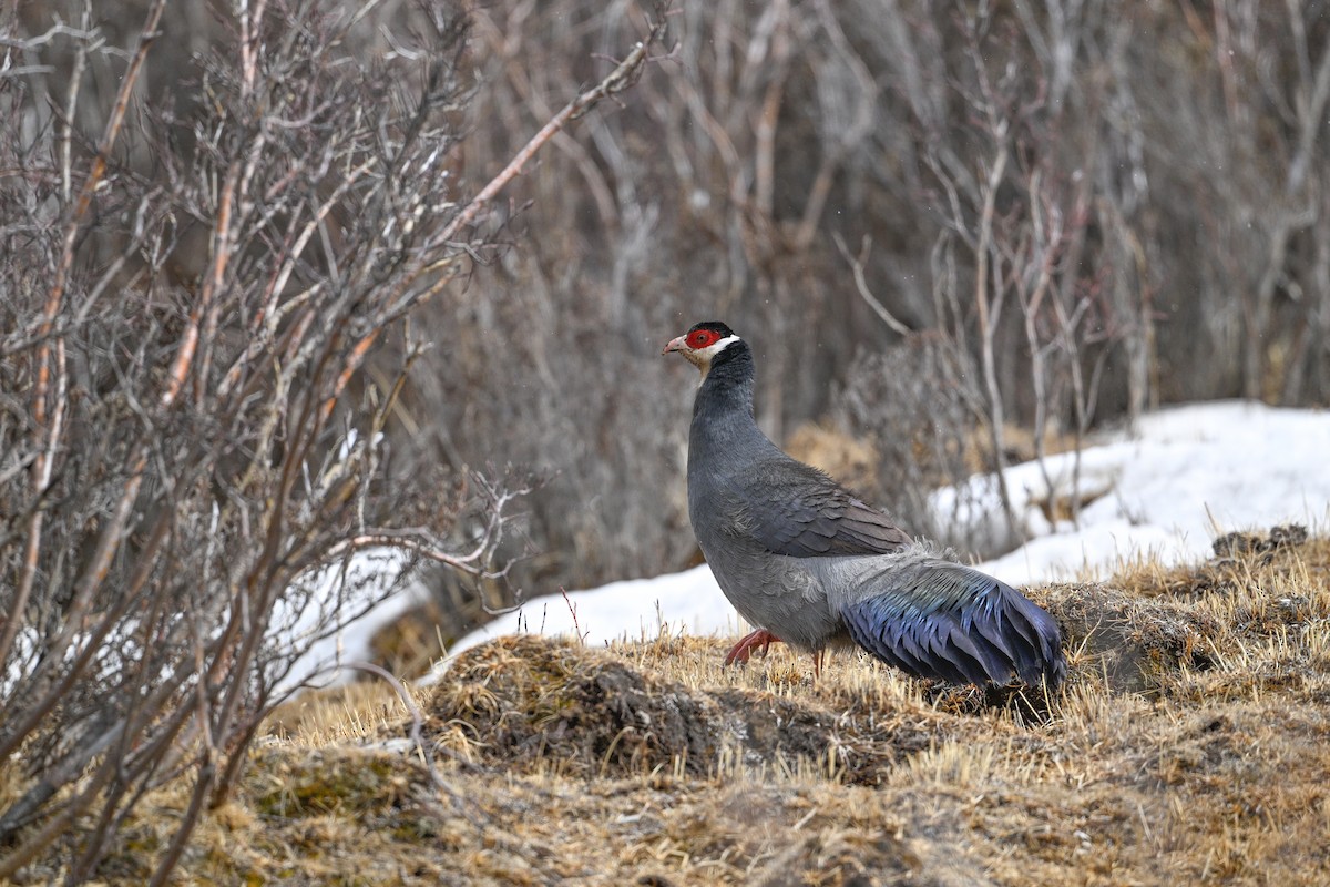 Tibetan Eared-Pheasant - ML634904943