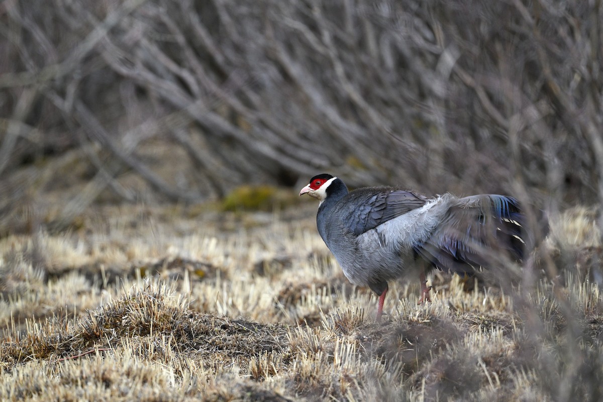 Tibetan Eared-Pheasant - ML634904944