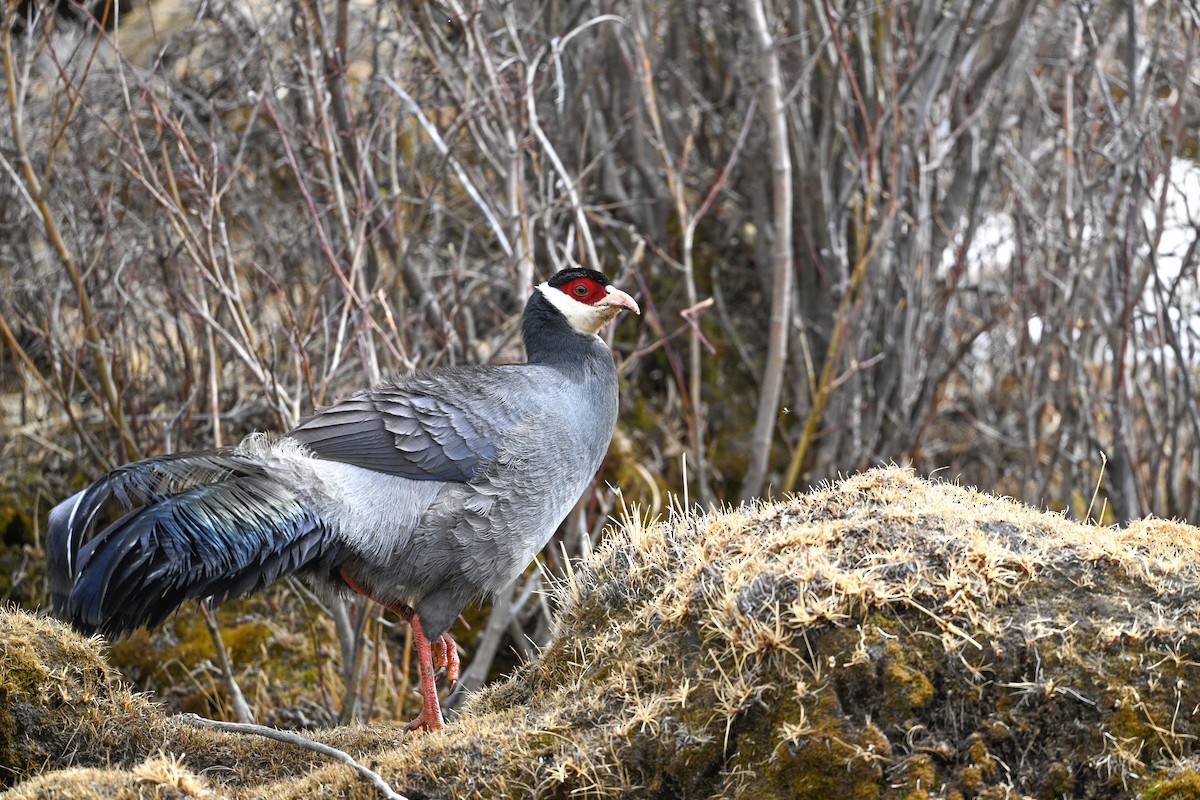 Tibetan Eared-Pheasant - ML634904946
