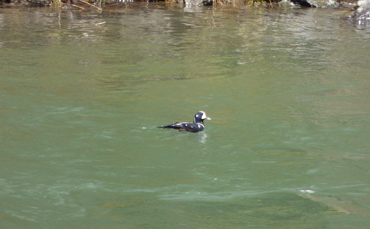 Harlequin Duck - ML634904950
