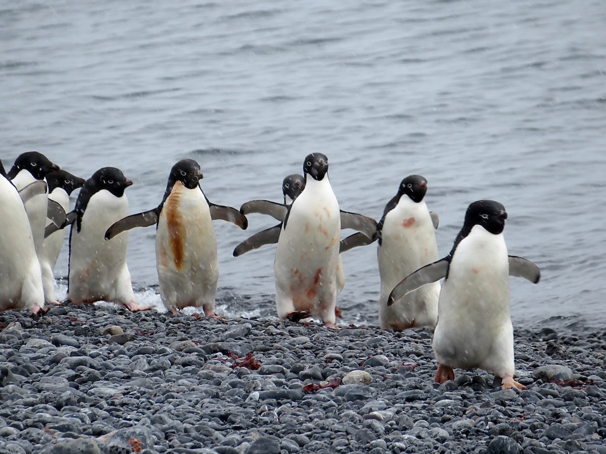 Adelie Penguin - ML634904957