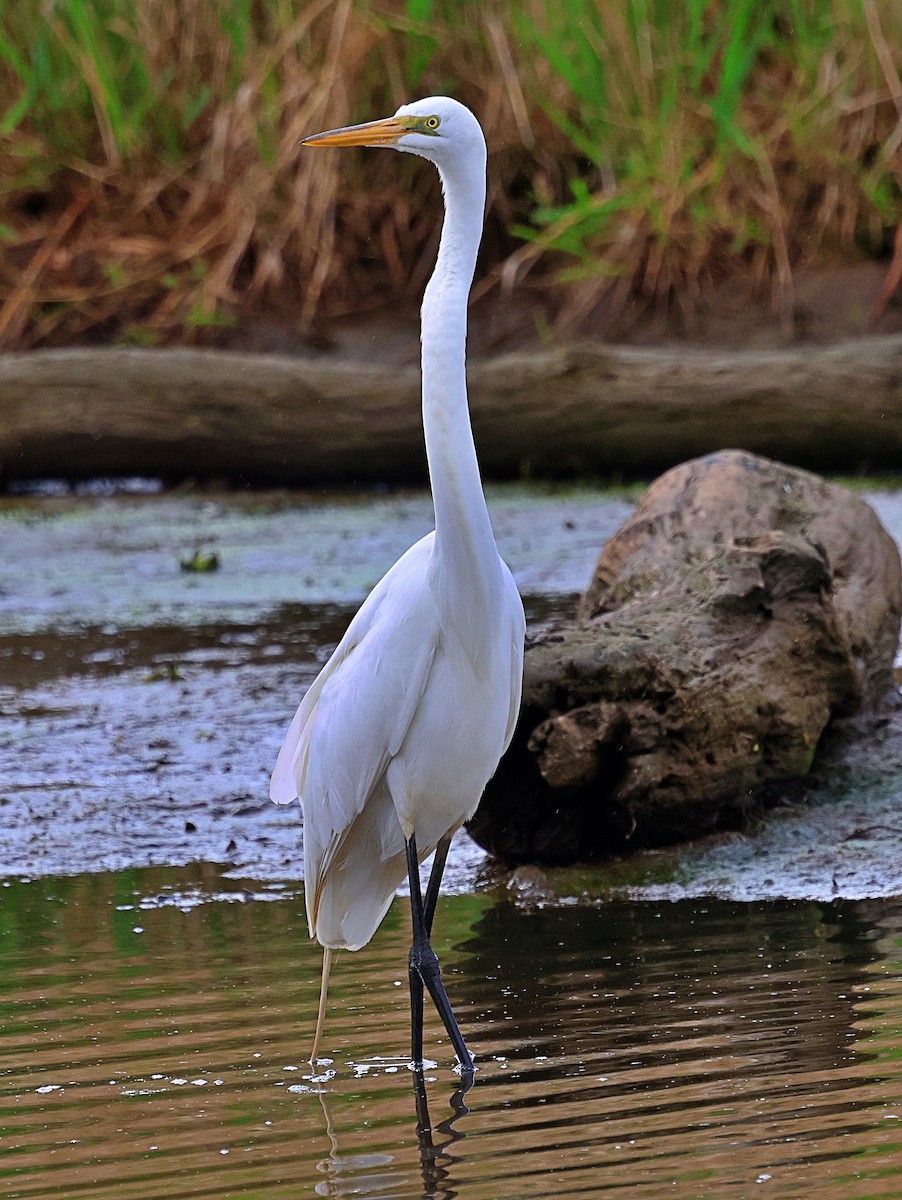 volavka bílá - ML634904990