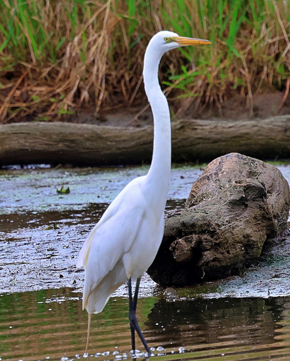 volavka bílá - ML634904991