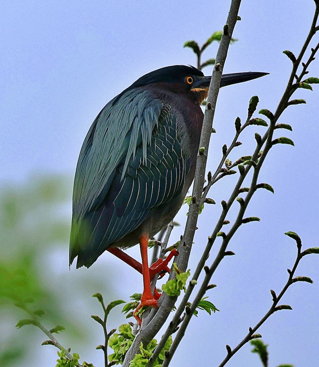 volavka zelenavá - ML634905012