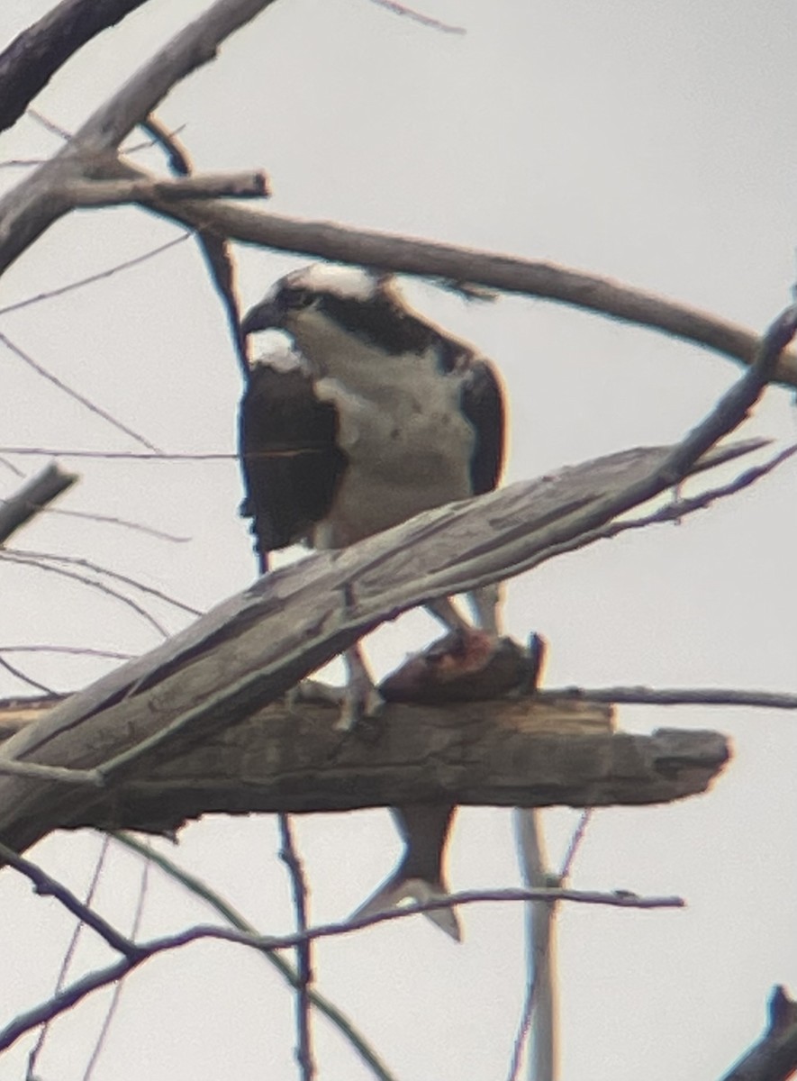 Osprey - ML634905022