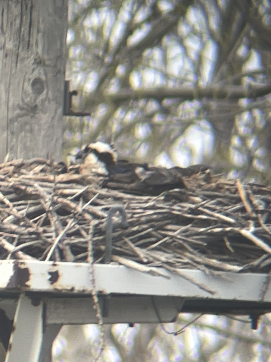 Osprey - ML634905023