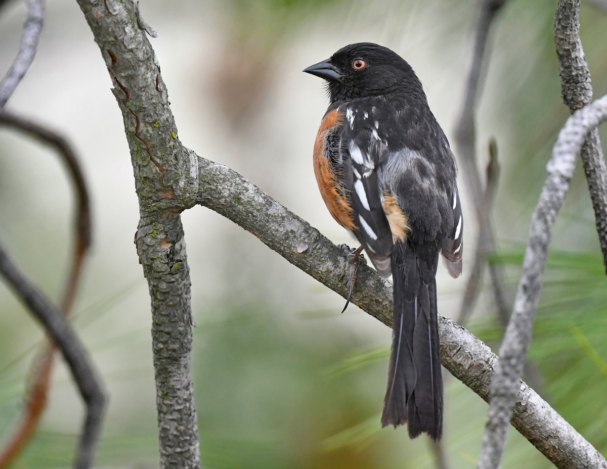 Spotted Towhee - ML634905043