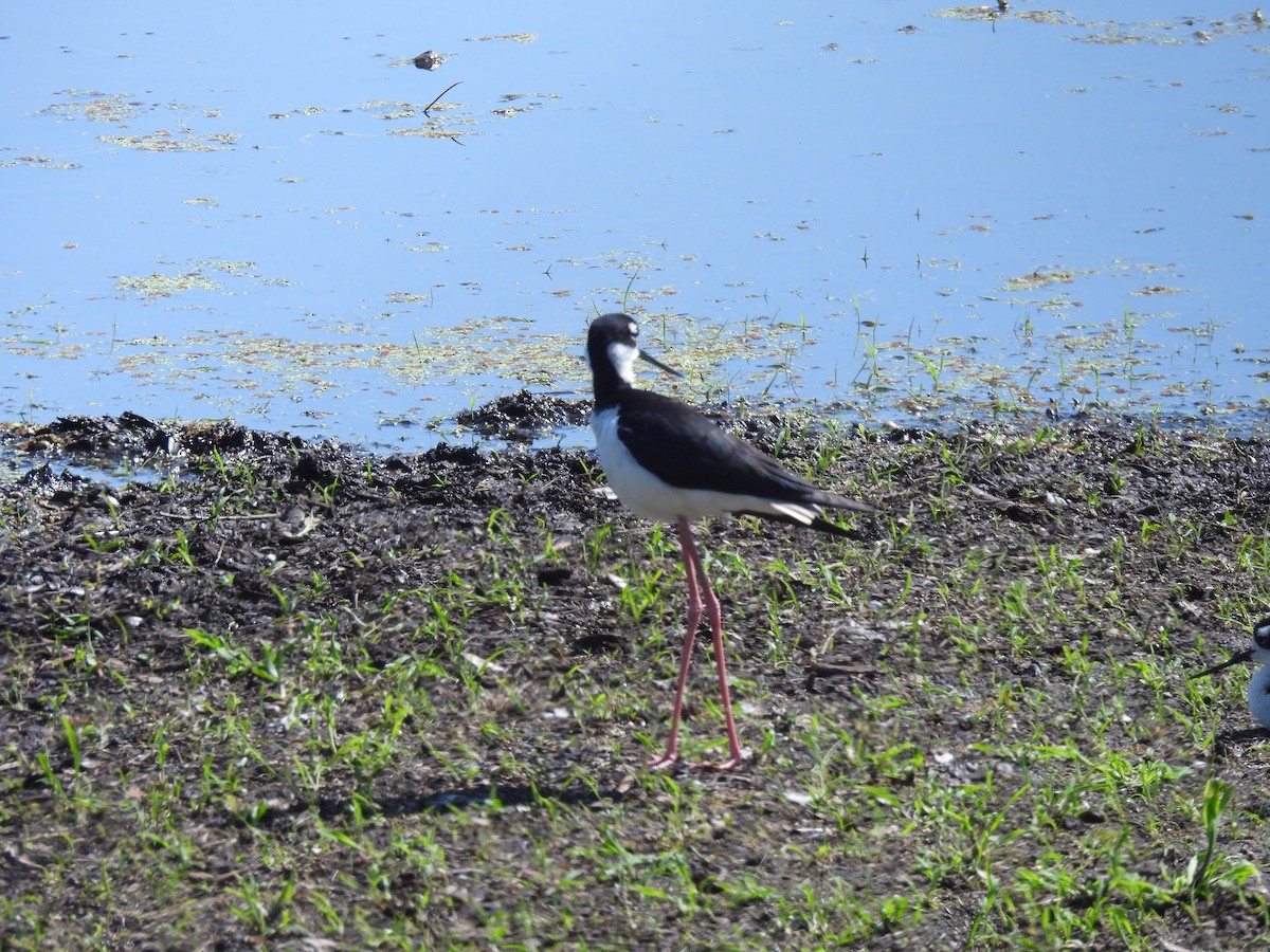 Black-necked Stilt - ML634905071