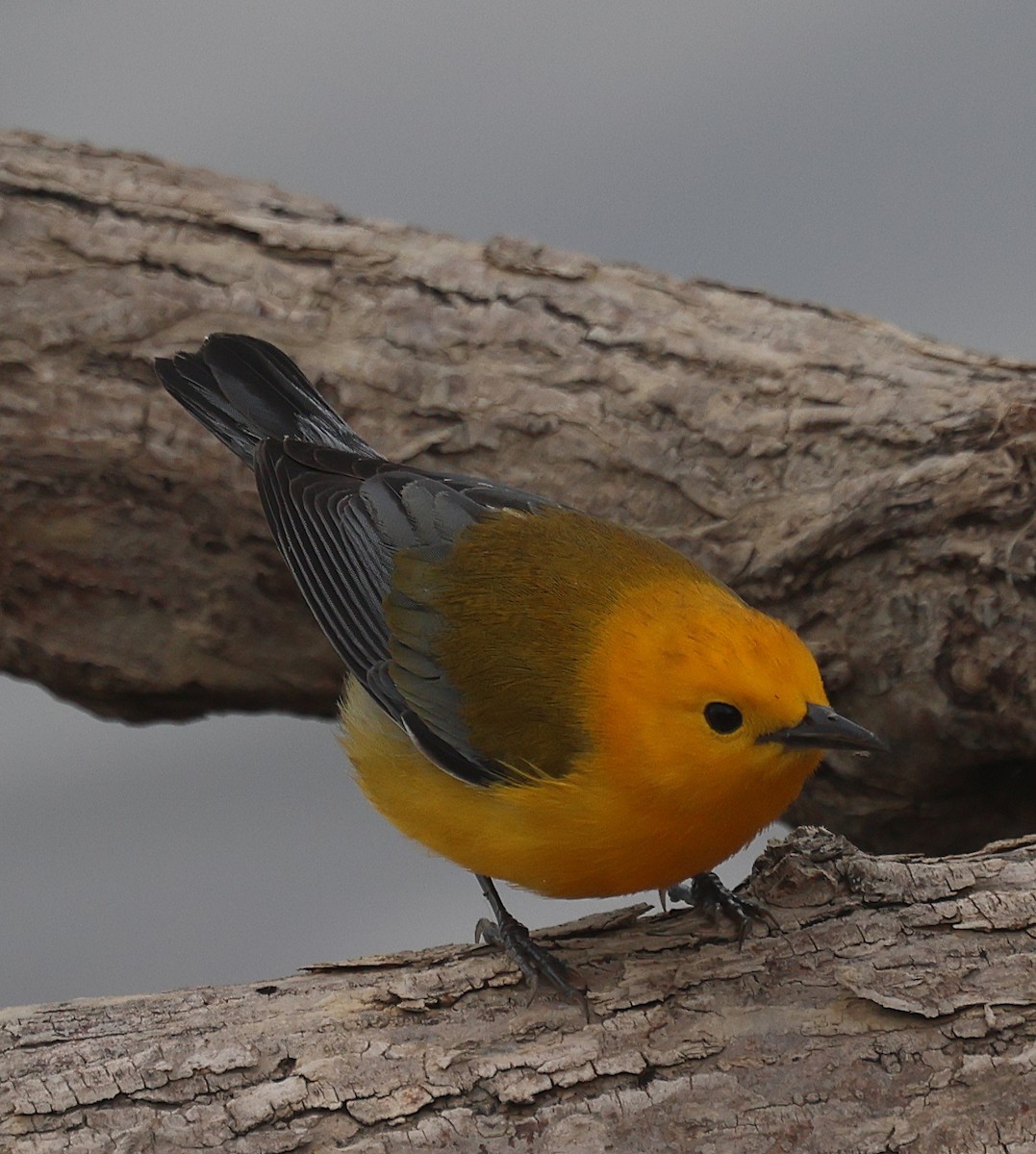 lesňáček zlatý - ML634905094