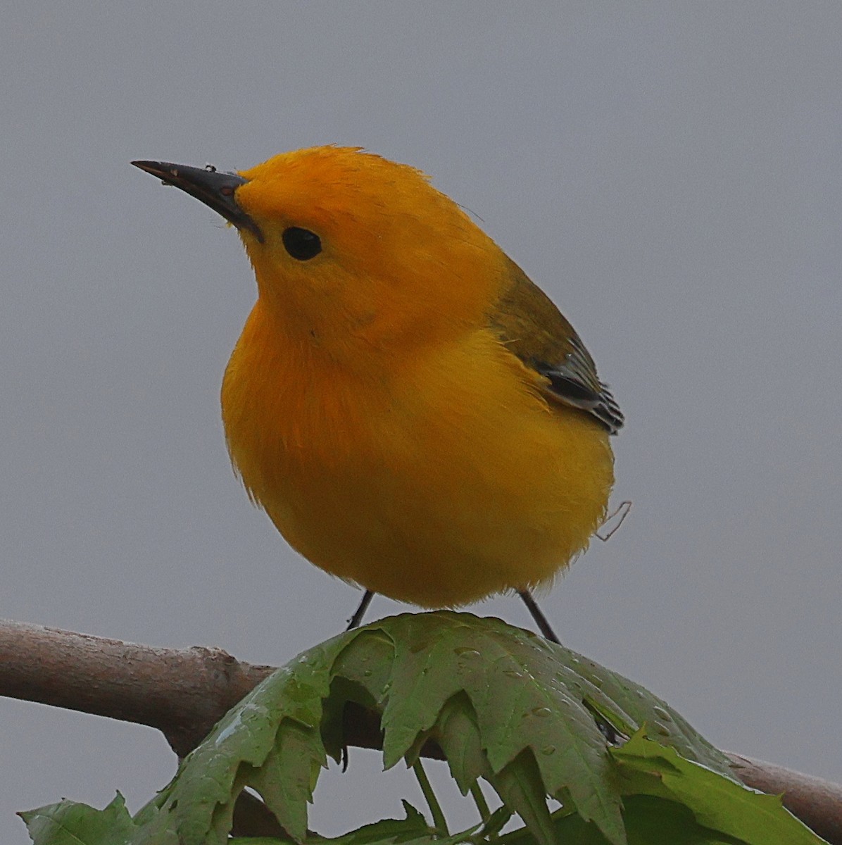 lesňáček zlatý - ML634905095