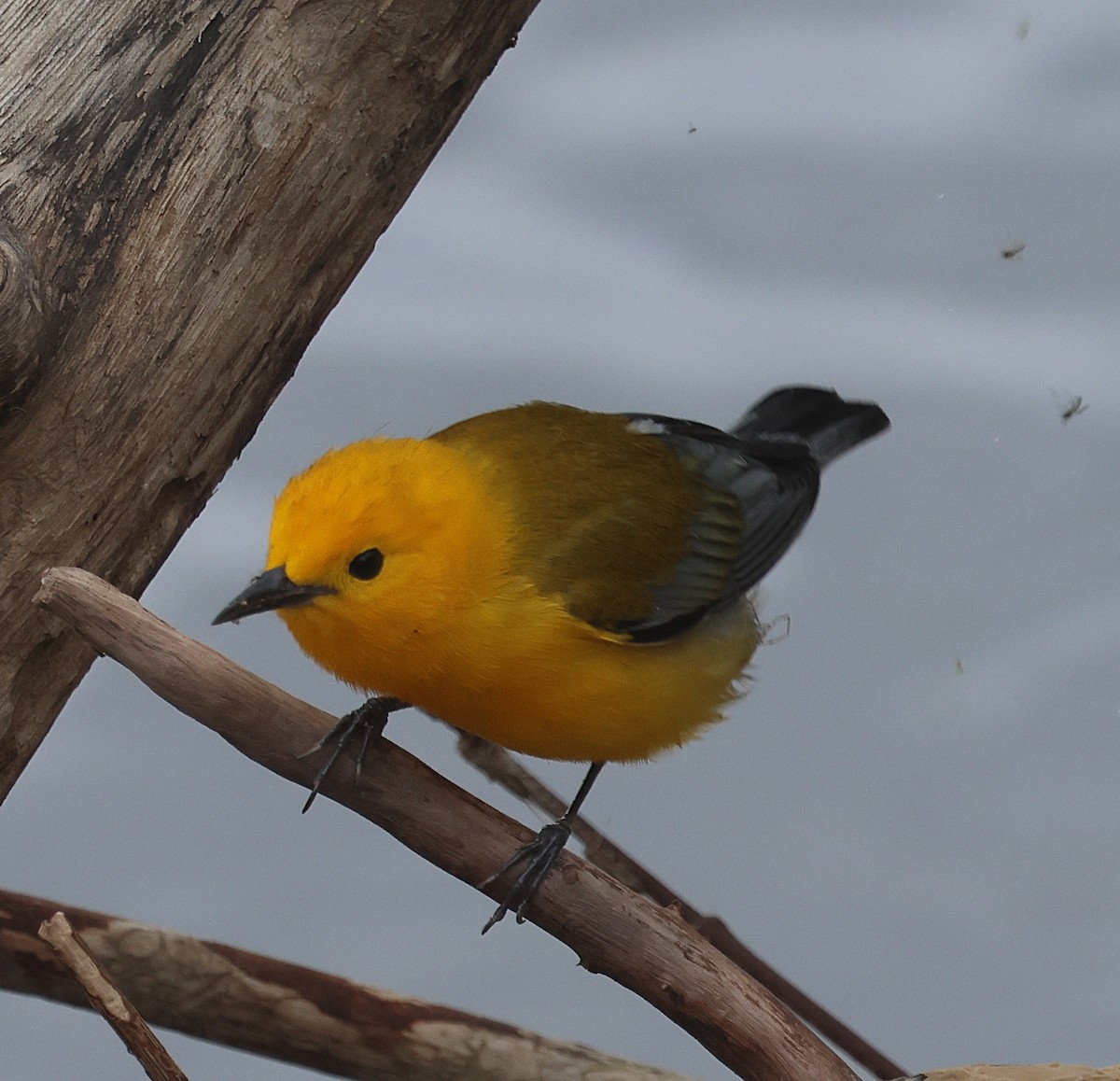 lesňáček zlatý - ML634905097