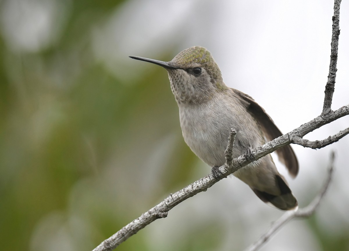 Anna's Hummingbird - ML634905320
