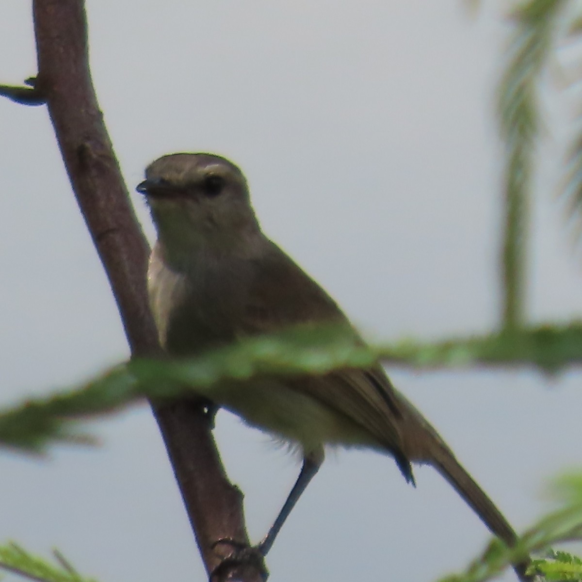 Tumbesian Tyrannulet - ML634905370