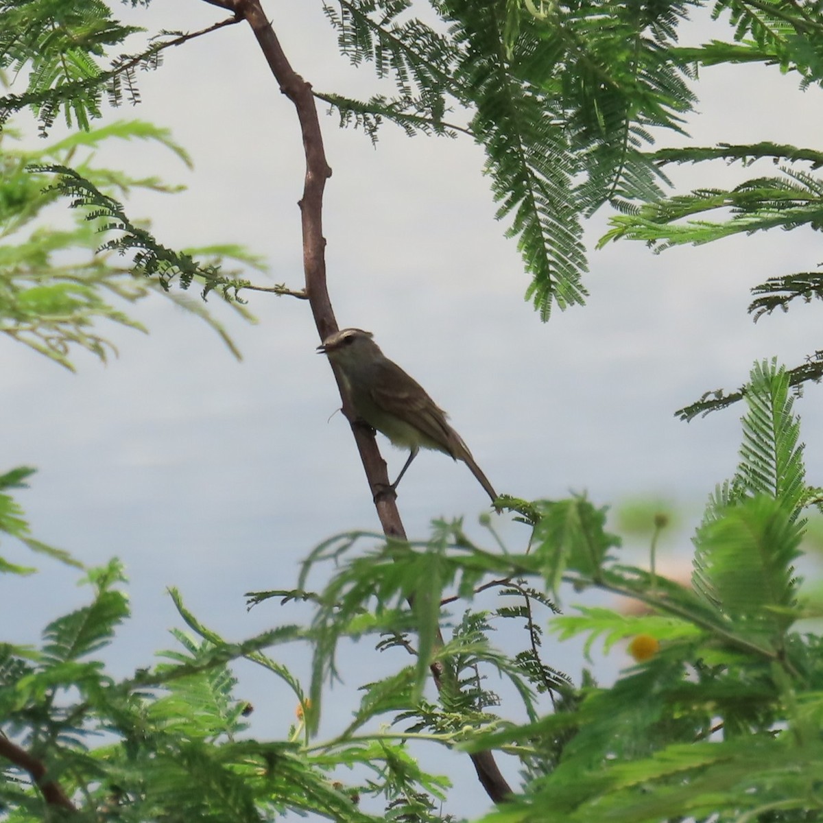 Tumbesian Tyrannulet - ML634905371
