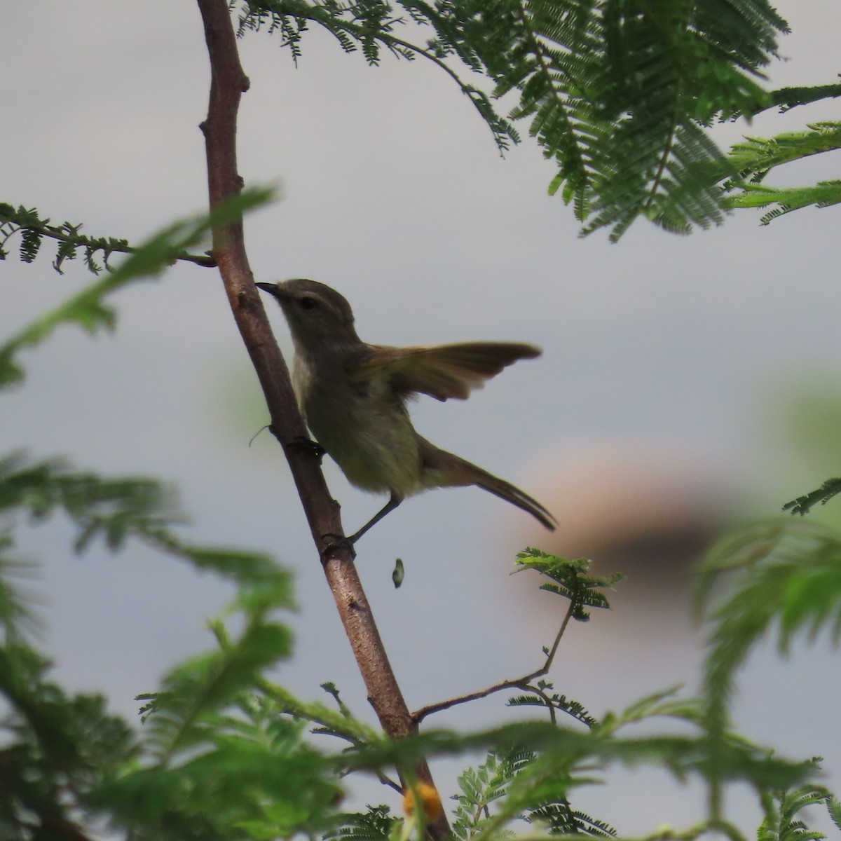 Tumbesian Tyrannulet - ML634905372