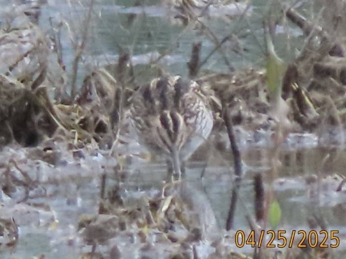 Wilson's Snipe - ML634905425
