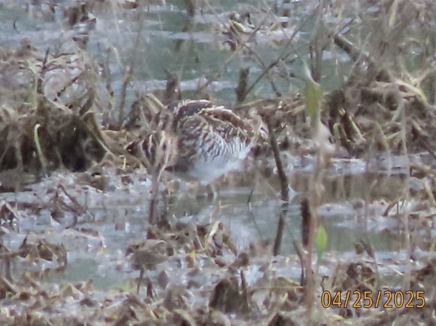 Wilson's Snipe - ML634905426
