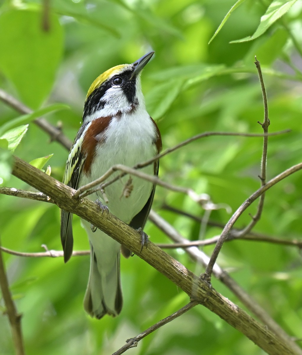 Chestnut-sided Warbler - Eric Titcomb