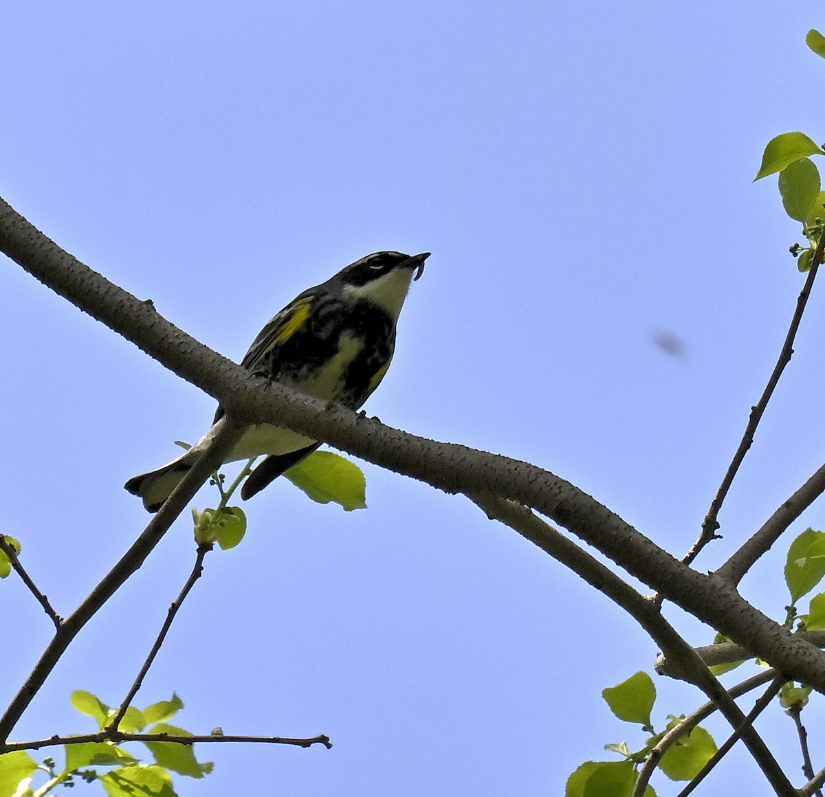 Yellow-rumped Warbler - ML634905500