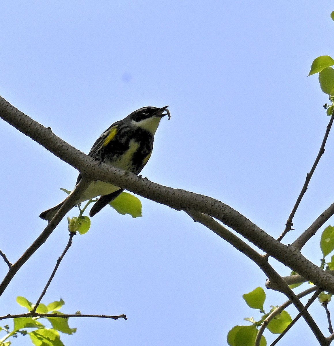 Yellow-rumped Warbler - ML634905511