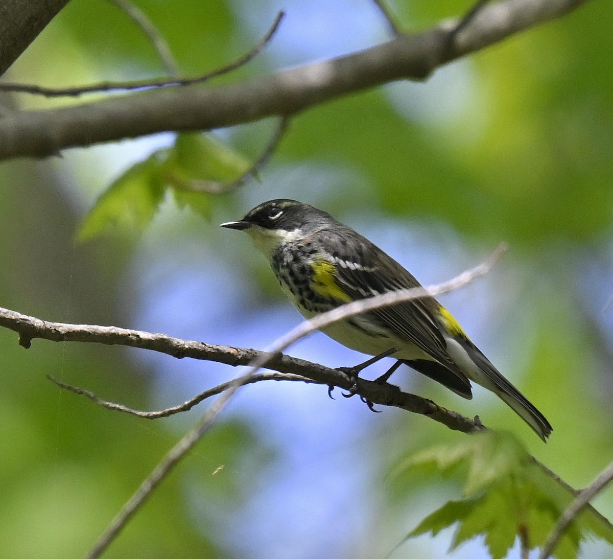 Yellow-rumped Warbler - ML634905521
