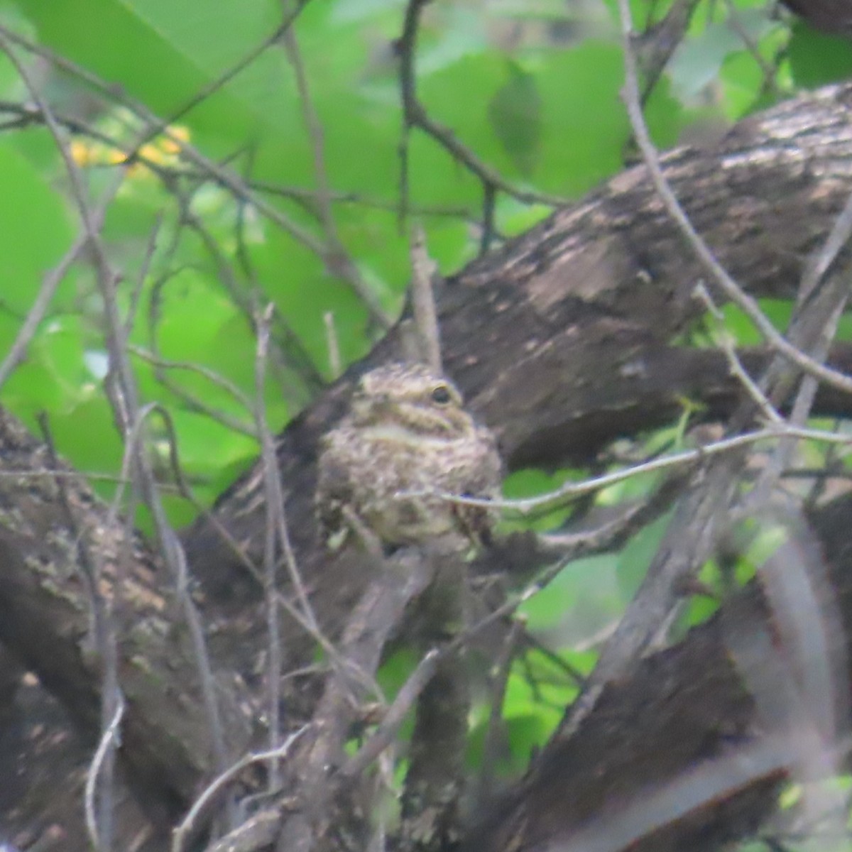 Scrub Nightjar - ML634905661