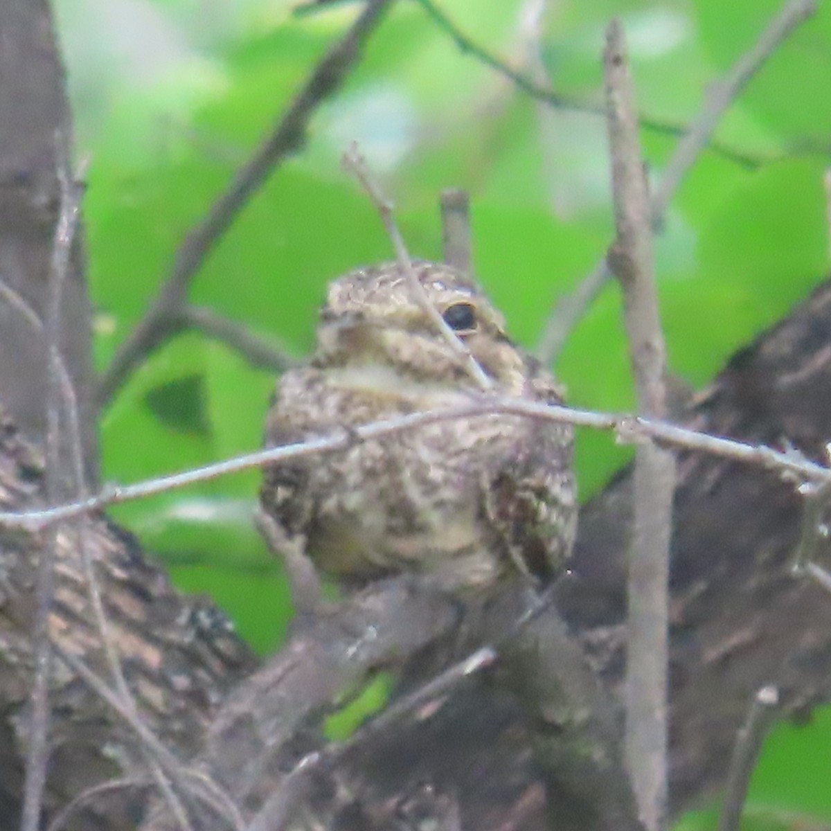 Scrub Nightjar - ML634905662