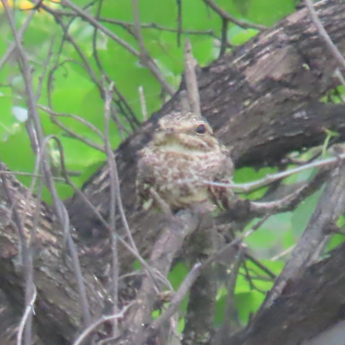 Scrub Nightjar - ML634905663