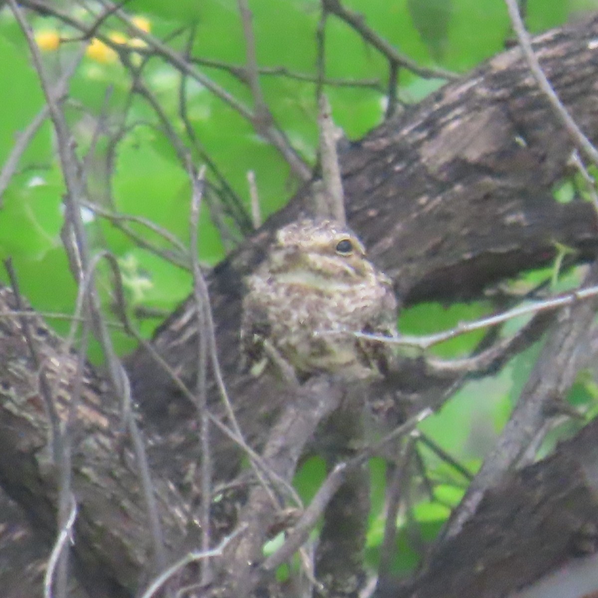 Scrub Nightjar - ML634905664
