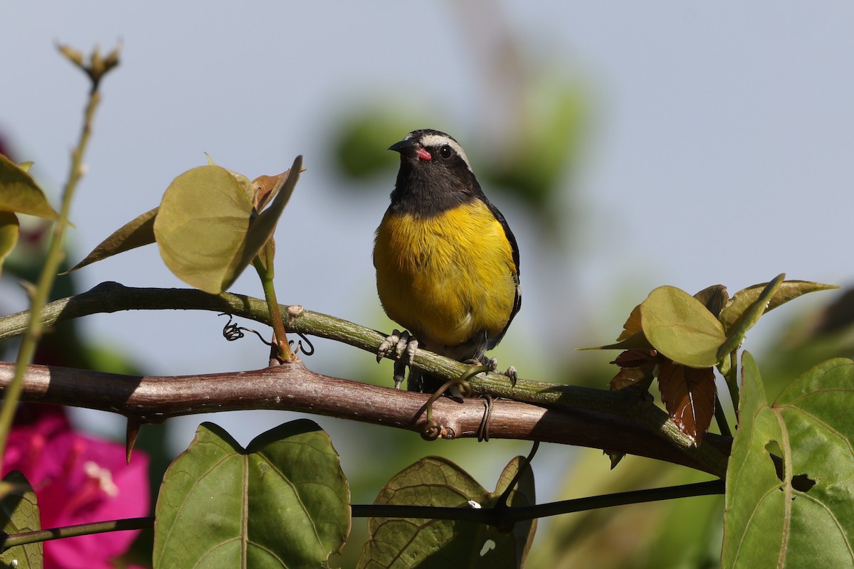 Bananaquit (Greater Antillean) - ML634905668