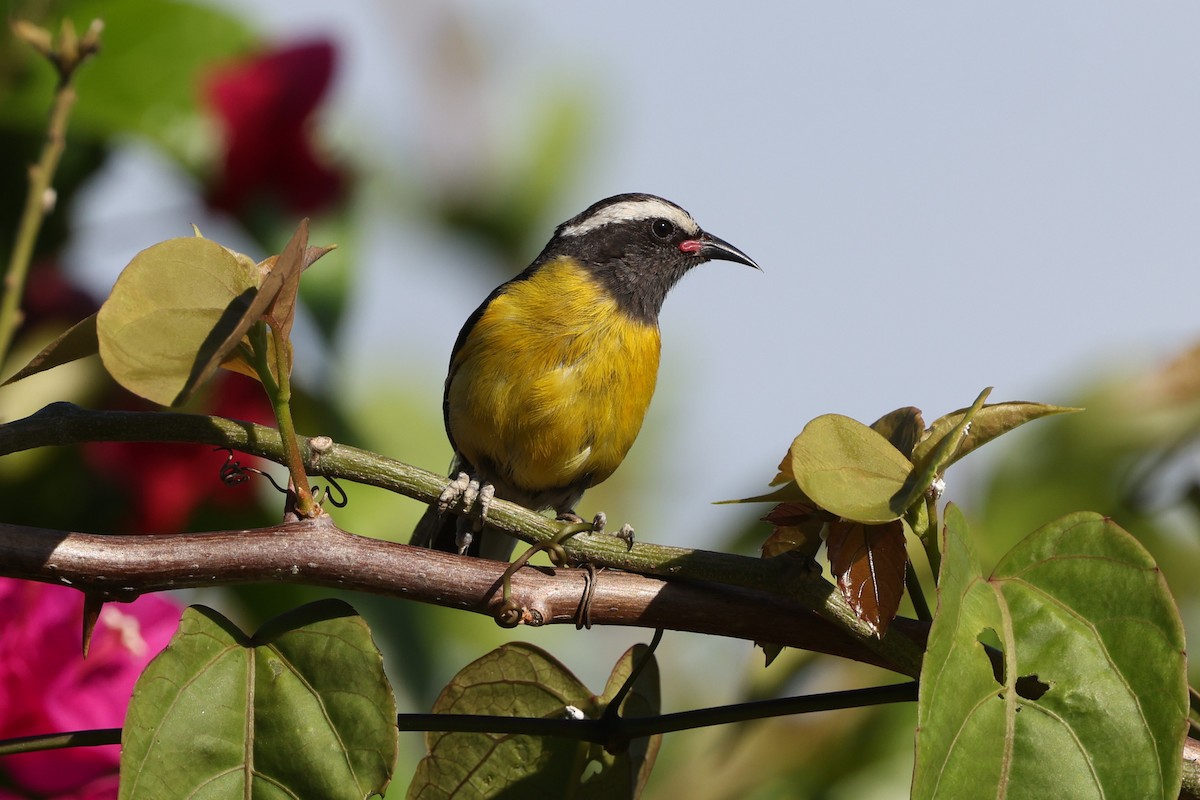 Bananaquit (Greater Antillean) - ML634905669