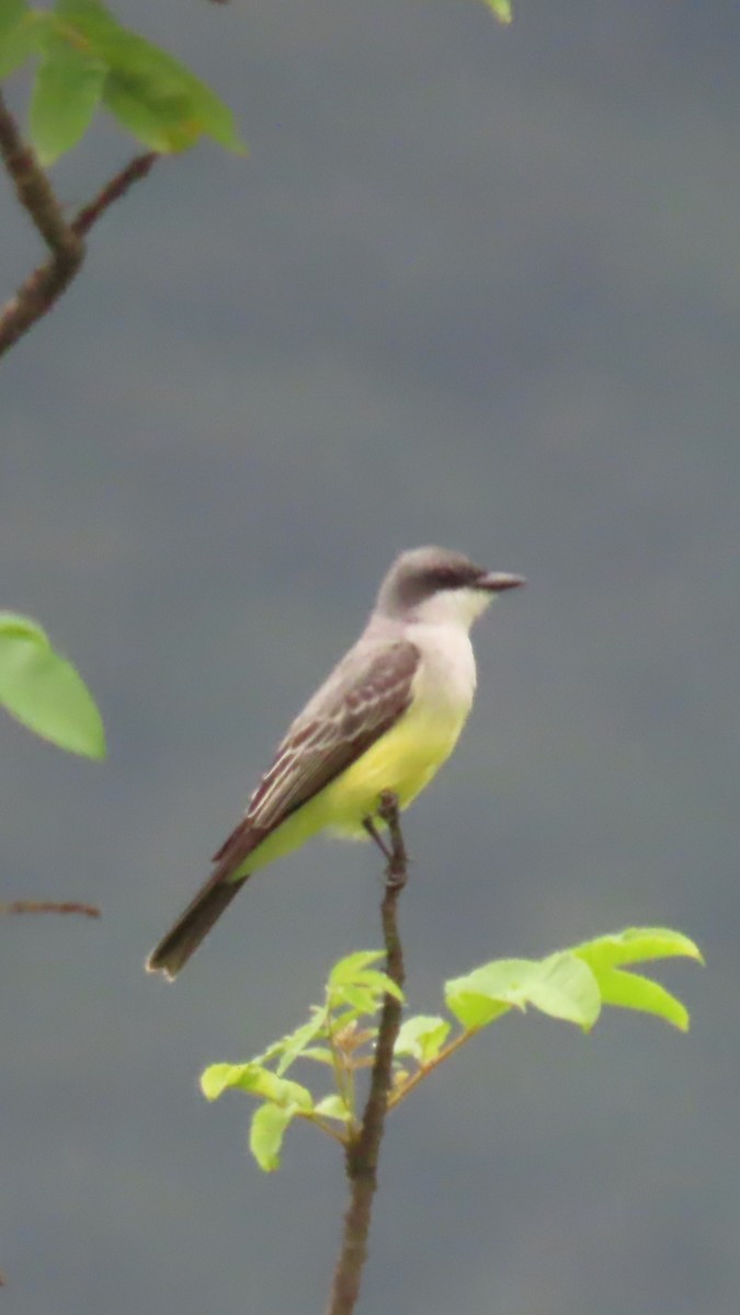 Snowy-throated Kingbird - ML634905692