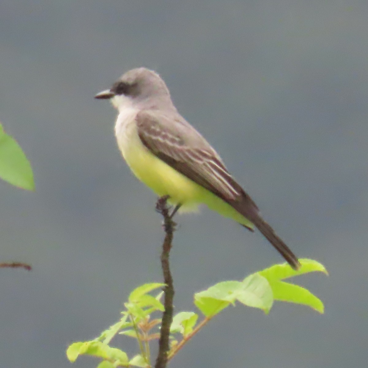 Snowy-throated Kingbird - ML634905694
