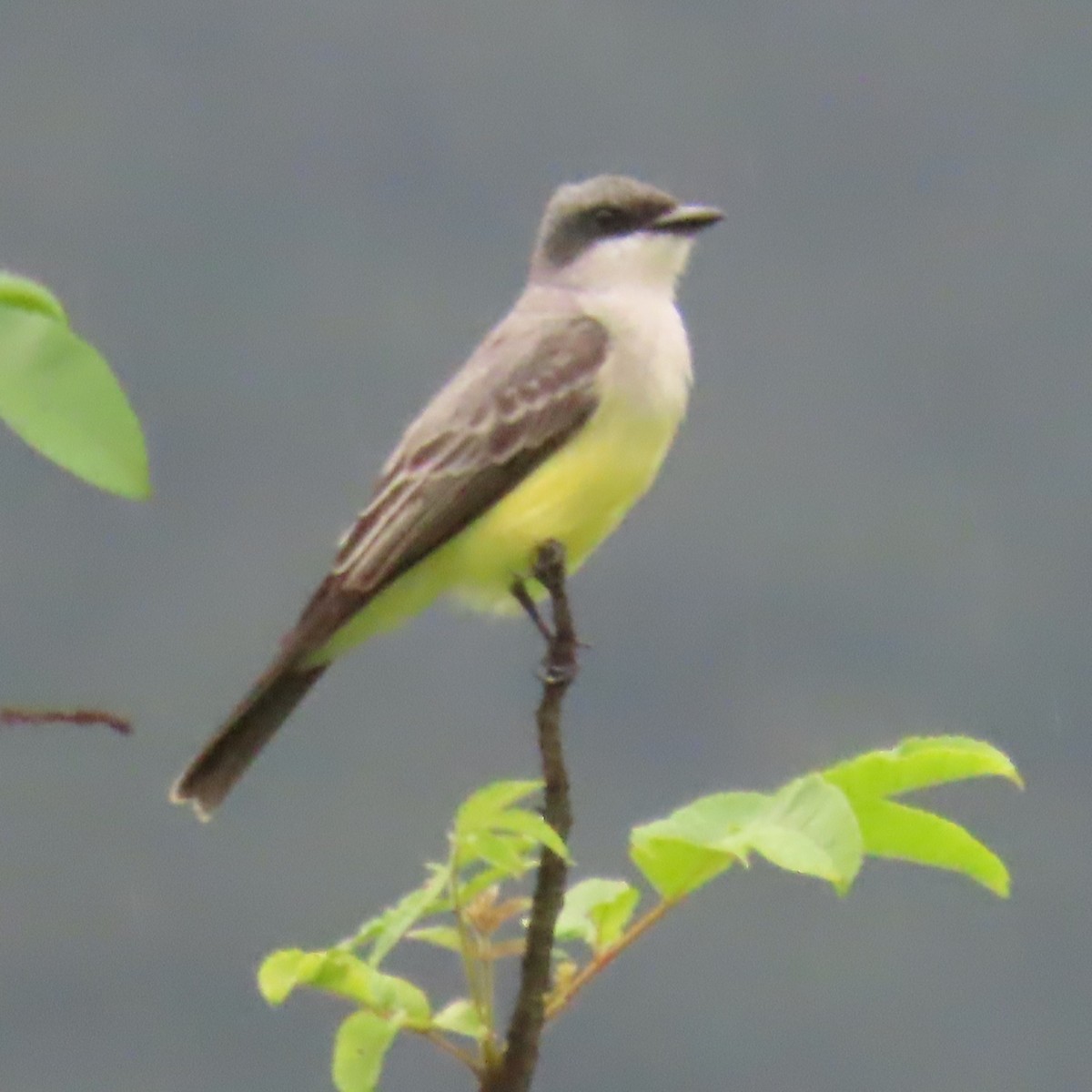 Snowy-throated Kingbird - ML634905695