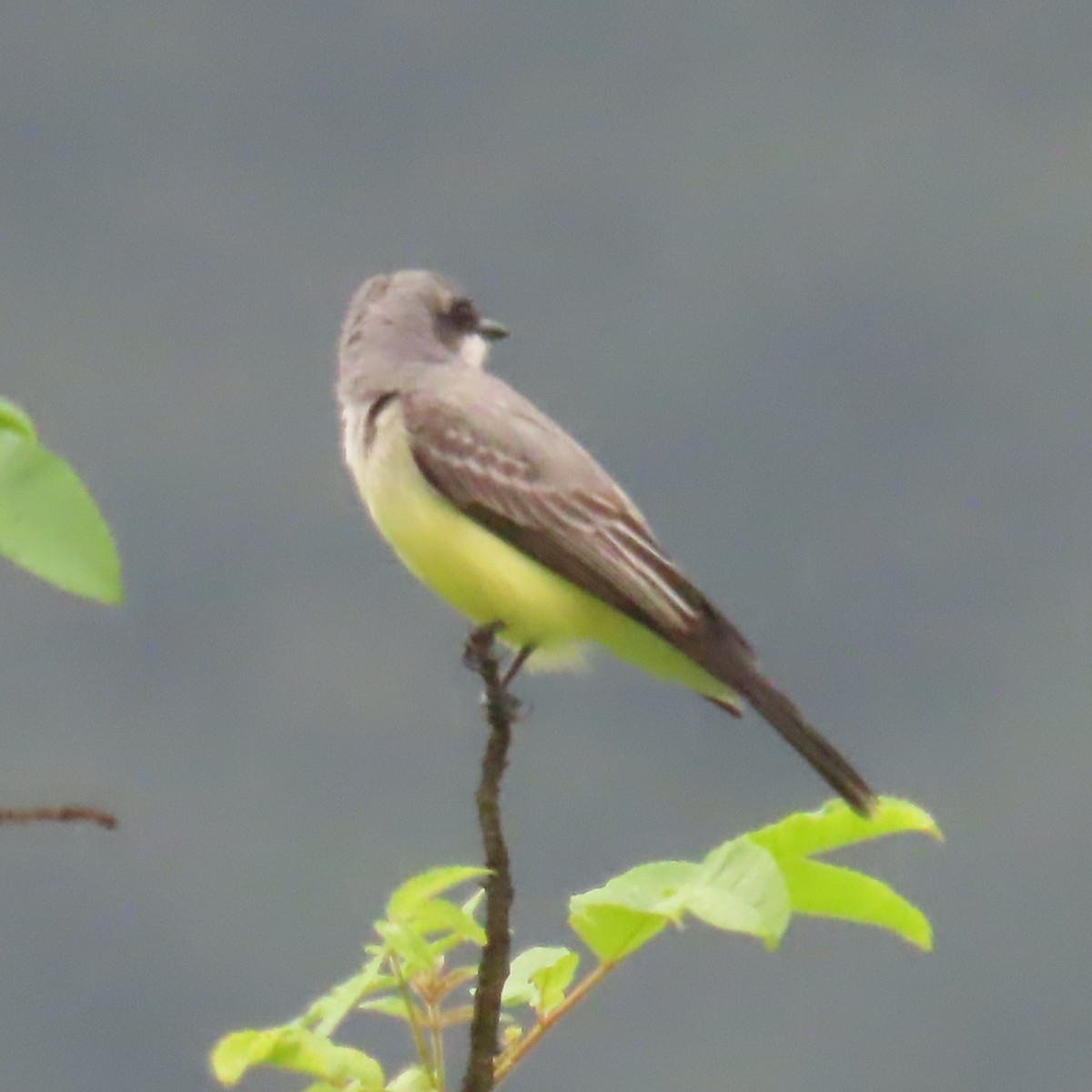 Snowy-throated Kingbird - ML634905696