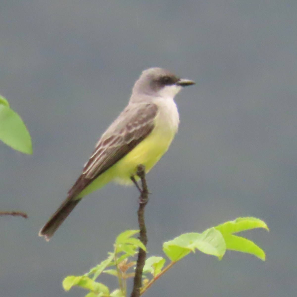 Snowy-throated Kingbird - ML634905697