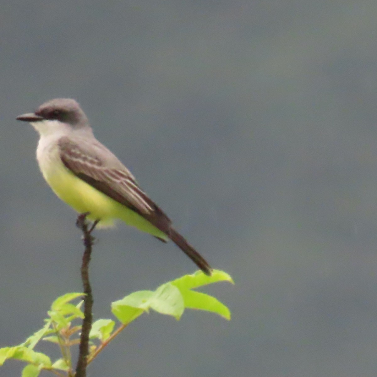 Snowy-throated Kingbird - ML634905698
