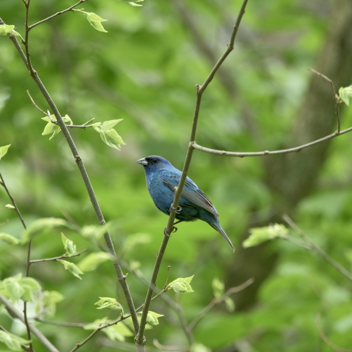 Indigo Bunting - Justin Riley