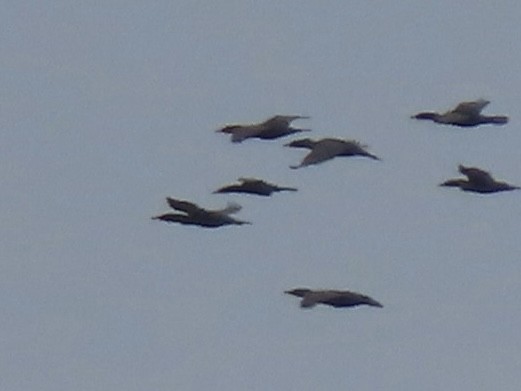Neotropic Cormorant - ML634905771