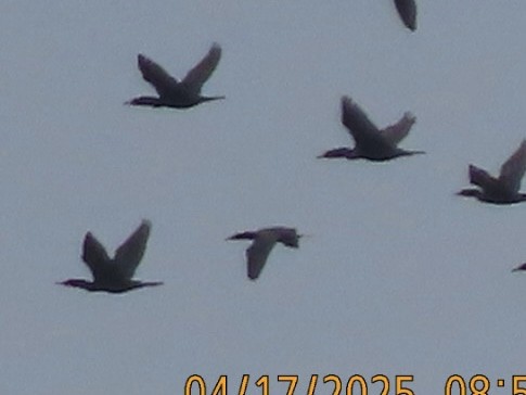 Neotropic Cormorant - ML634905772