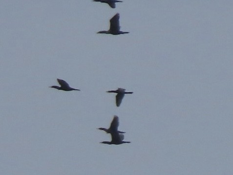 Neotropic Cormorant - ML634905773