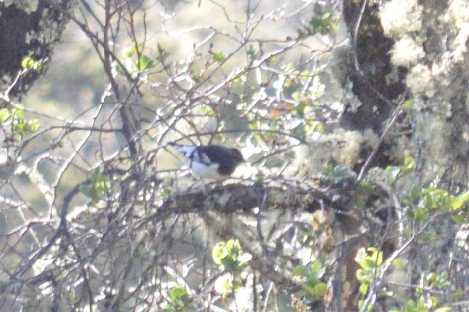 Aztec Thrush - ML634905996