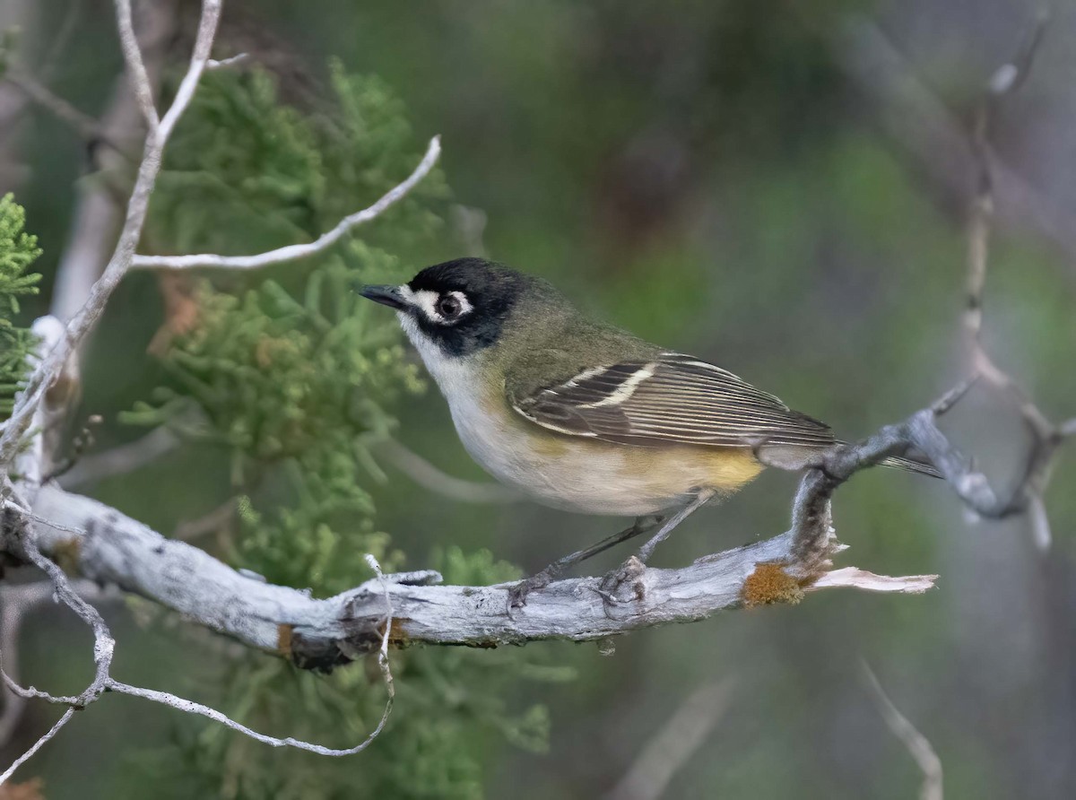 Black-capped Vireo - ML634906041