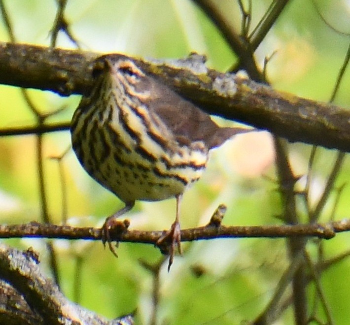 Northern Waterthrush - ML634906085