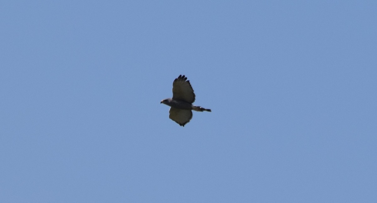 Gray Hawk - ML634906103