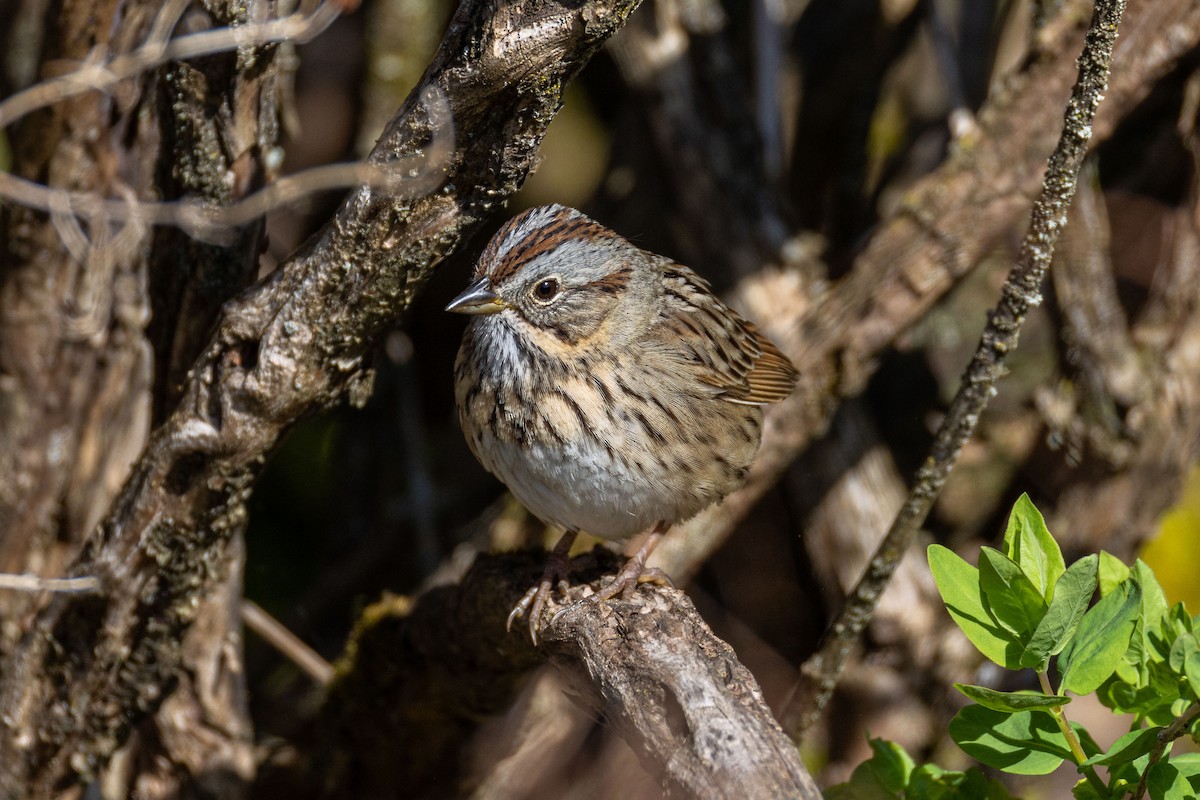 Lincoln's Sparrow - ML634906284