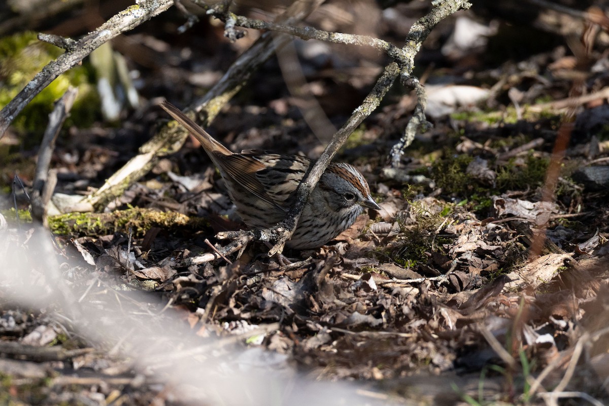 Lincoln's Sparrow - ML634906285